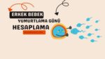 Erkek Bebek İçin Yumurtlama Günü Hesaplama